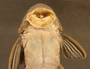 Pseudancistrus depressus FMNH 116977 mouth